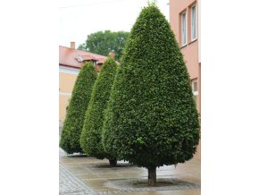 Carpinus betulus 'Lucas' - habr sloupovitý