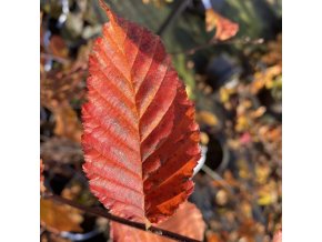 Carpinus betulus 'Orange Retz' - habr obecný