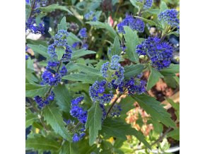 Caryopteris x clandonensis 'Inoveris' - ořechoplodec