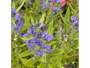 Caryopteris x clandonensis 'Kew Blue' - ořechoplodec clandonský