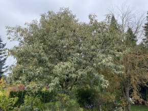 Castanea sativa 'Variegata' - kaštanovník setý