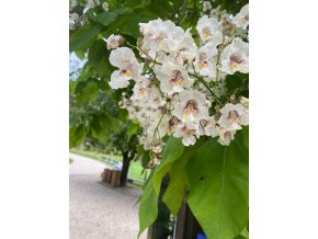 Catalpa bignonioides - katalpa trubačovitá