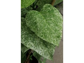 Catalpa speciosa 'Pulverulenta' - katalpa nádherná