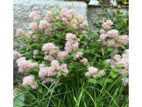 Ceanothus x pallidus 'Marie Simon' - latnatec
