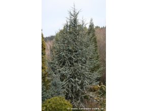 Cedrus atlantica 'Glauca' - cedr atlaský