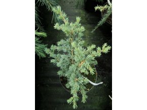 Cedrus atlantica 'Saphire Nymph' - cedr atlaský