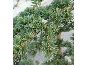 Cedrus brevifolia 'Compacta' - cedr krátkolistý