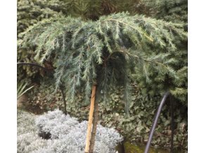 Cedrus deodara 'Feeling Blue' kmínek - cedr himalájský