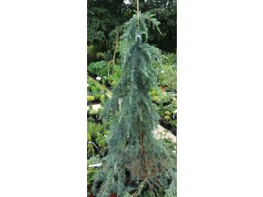 Cedrus deodara 'Feeling Blue' vyvazovaný - cedr himalájský