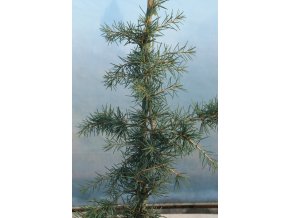 Cedrus deodara 'Karl Fuchs' - cedr himalájský