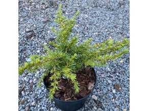 Cedrus libani 'Alibaba' - cedr libanonský