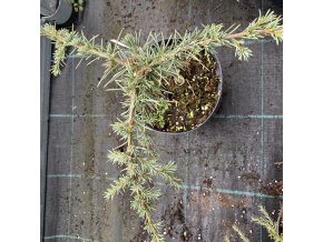 Cedrus libani 'Blue Fountain' - cedr libanonský