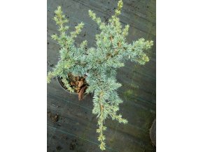 Cedrus libani 'Doncaster' - cedr libanonský