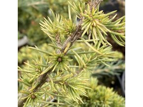 Cedrus libani 'Golden Tip' - cedr libanonský