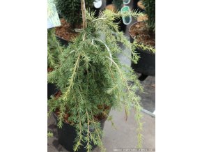 Cedrus libani 'Sargentii' - cedr libanonský