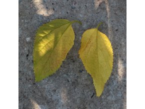 Celtis occidentalis - břestovec západní
