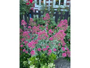 Centranthus ruber 'Coccineus' - mavuň červená