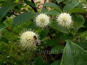 Cephalanthus occidentalis - hlavoš západní