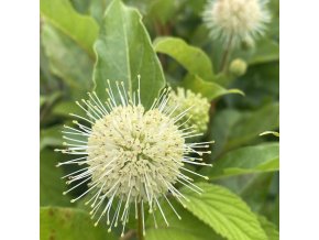 Cephalanthus occidentalis 'Magical Moonlight' - hlavoš západní