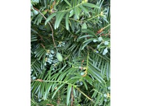 Cephalotaxus harringtonia - hlavotis peckovicový