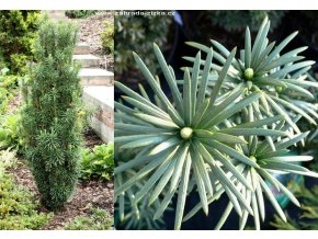 Cephalotaxus harringtonia 'Fastigiata' - hlavotis peckovicový