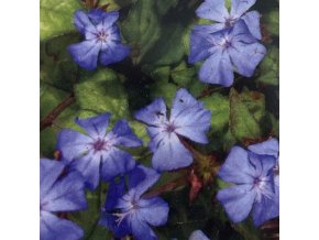 Ceratostigma griffithii - olověnec Griffithův