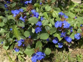 Ceratostigma willmottianum - olověnec Willmottův