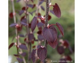 Cercidiphyllum japonicum 'Rotfuchs' - zmarličník japonský