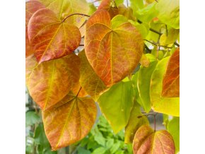 Cercis canadensis 'Eternal Flame' - zmarlika kanadská