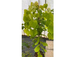 Cercis canadensis 'GOLDEN FALLS' - zmarlika kanadská