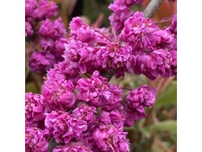 Cercis canadensis 'Pink Pom Poms' - zmarlika kanadská
