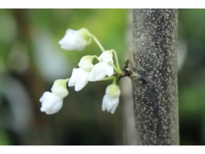 Cercis canadensis 'Royal White' - zmarlika kanadská