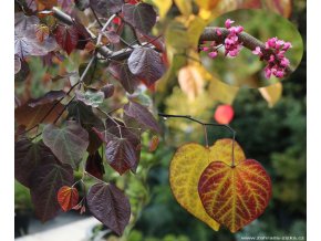 Cercis canadensis 'Ruby Falls' - zmarlika kanadská