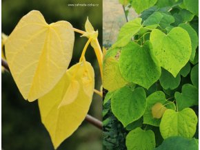 Cercis canadensis 'The Rising Sun' - zmarlika kanadská
