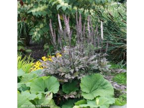 Cimicifuga racemosa 'Atropurpurea' - ploštičník hroznatý