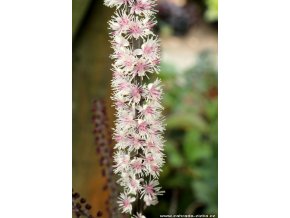 Cimicifuga racemosa 'Pink Spike' - ploštičník