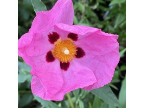 Cistus x purpureus Betty Taudevin - cist, skalní růže