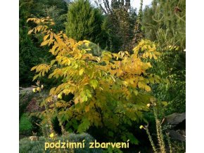Cladrastis lutea / kentukea - Křehovětvec žlutý