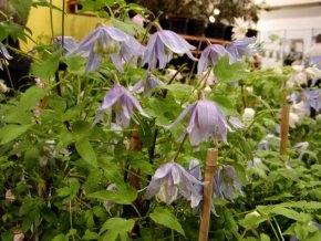 Clematis alpina - plamének alpský