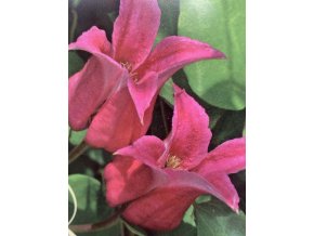 Clematis Happy Diana - plamének / klematis