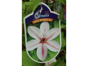 Clematis JAN PAVEL II. - plamének / klematis