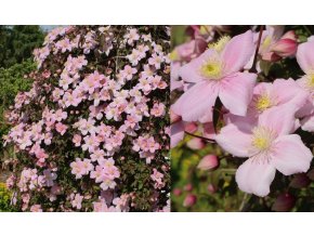 Clematis montana 'Rubens' - plamének horský
