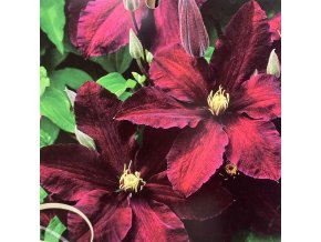 Clematis Niobe - plamének / klematis
