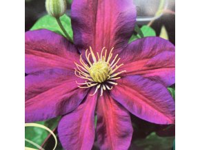 Clematis Sunset - plamének / klematis