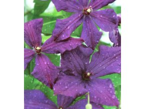 Clematis viticella POLISH SPIRIT - plamének / klematis vlašský