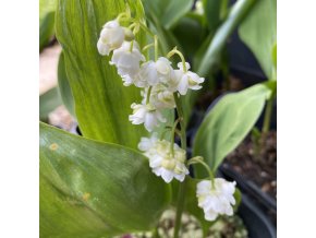 Convallaria majalis 'Prolificans' - konvalinka vonná
