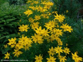 Coreopsis verticilata 'Zagreb' - krásnoočko přeslenité