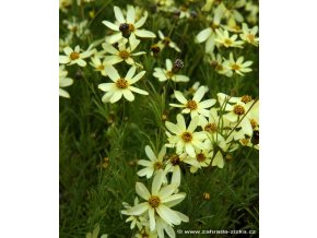 Coreopsis verticillata 'Moonbeam' - krásnoočko přeslenité