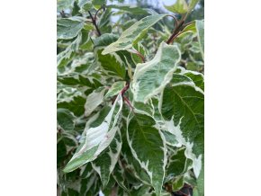 Cornus alba 'Elegantissima' - svída bílá