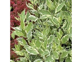 Cornus alba 'Ivory Halo'® - svída bílá